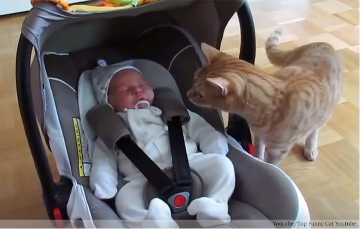 VIDEO: Katze trifft zum ersten Mal auf ein Baby   ein magischer Moment!